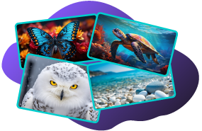 customize photo montage layout