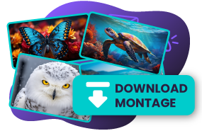 download or share picture montage